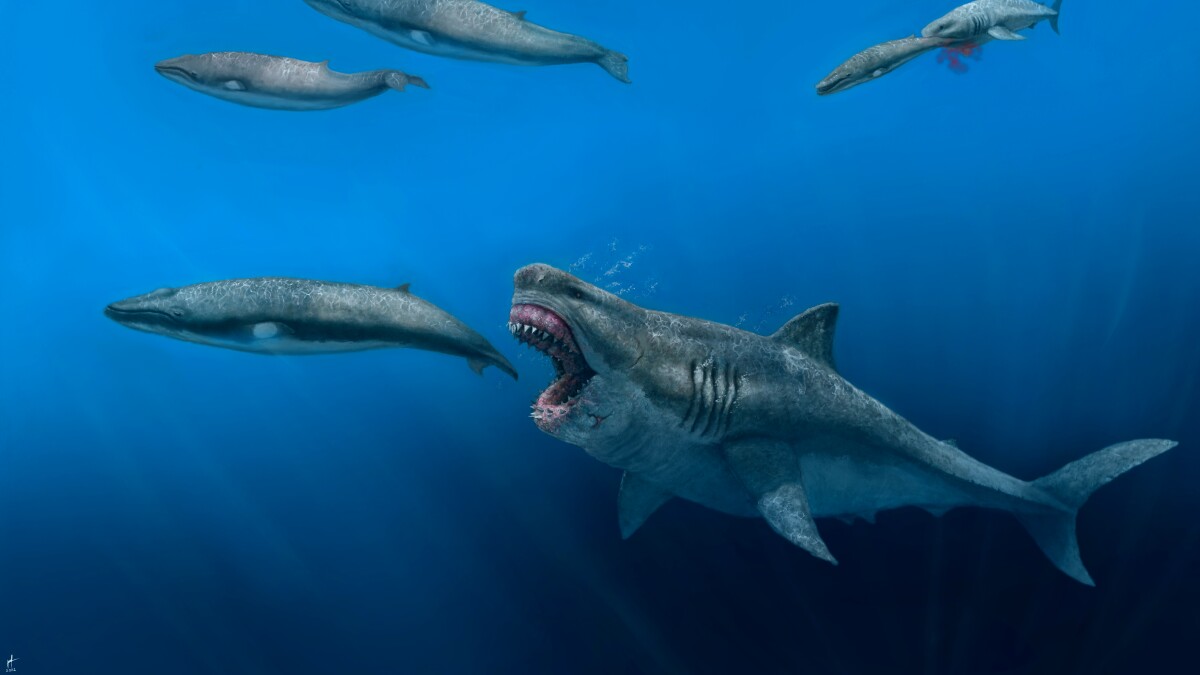 3D model suggests ancient Megadolon could eat an orca in just five bites